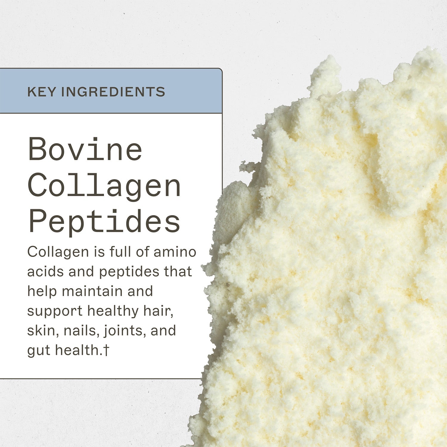 AMMD Collagen Protein powder Key ingredients infographic. Bovine collagen peptides, collagen is full of amino acids and peptides that help maintain and support healthy hair, skin, nails, joints, and gut health†