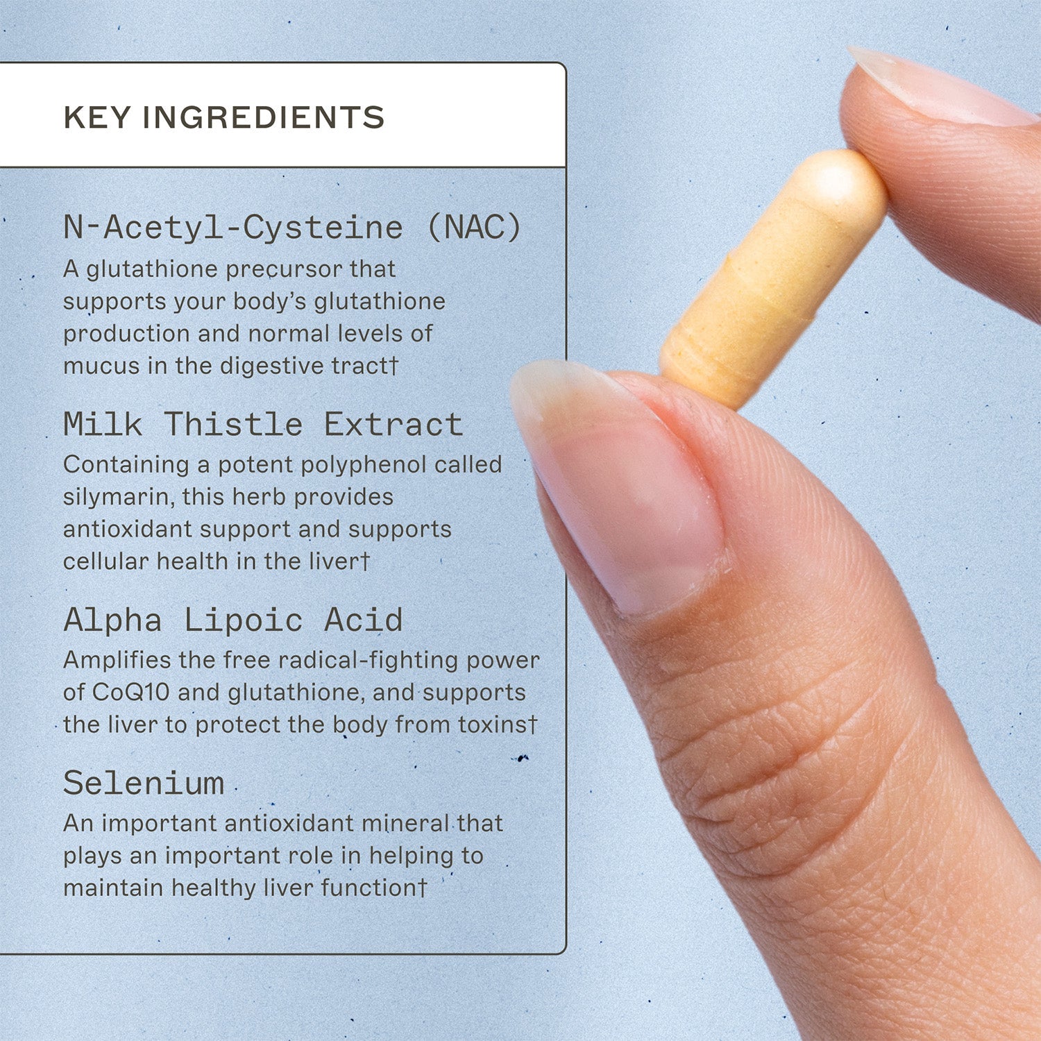 Liver Support key ingredients. N-Acetyl-Cysteine (NAC), a glutathione precursor that supports your body's glutathione production and normal levels of mucus iun the digestive tract†. Milt thistle extract, containing a potent polyphenol called silymarin, this herb provides antioxidant support and supports cellular health in the liver†. Alpha lipoic acid, amplifies the free radical-fighting power of CoQ10 and glutathione, and supports the liver to protect the body from toxins†. Selenium.