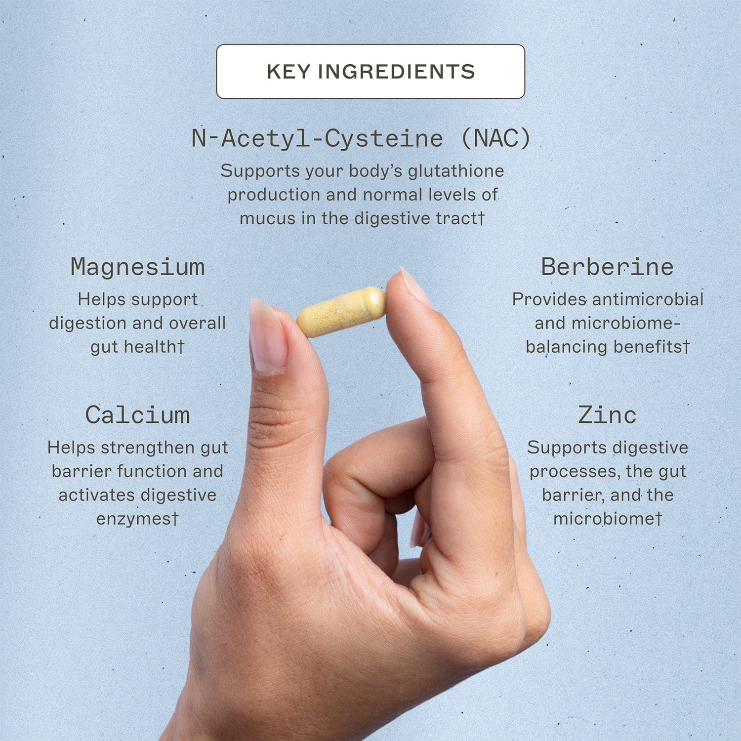 Microb-Clear® key ingredients. Magnesium, helps support digestion and overall gut health†. Berberine, provides antimicrobial and microbiome-balancing benefits†. Calcium, helps strengthen gut barrier function and activates digestive enzymes†. Zinc, supports digestive processes, the gut carrier, and the microbiome†.