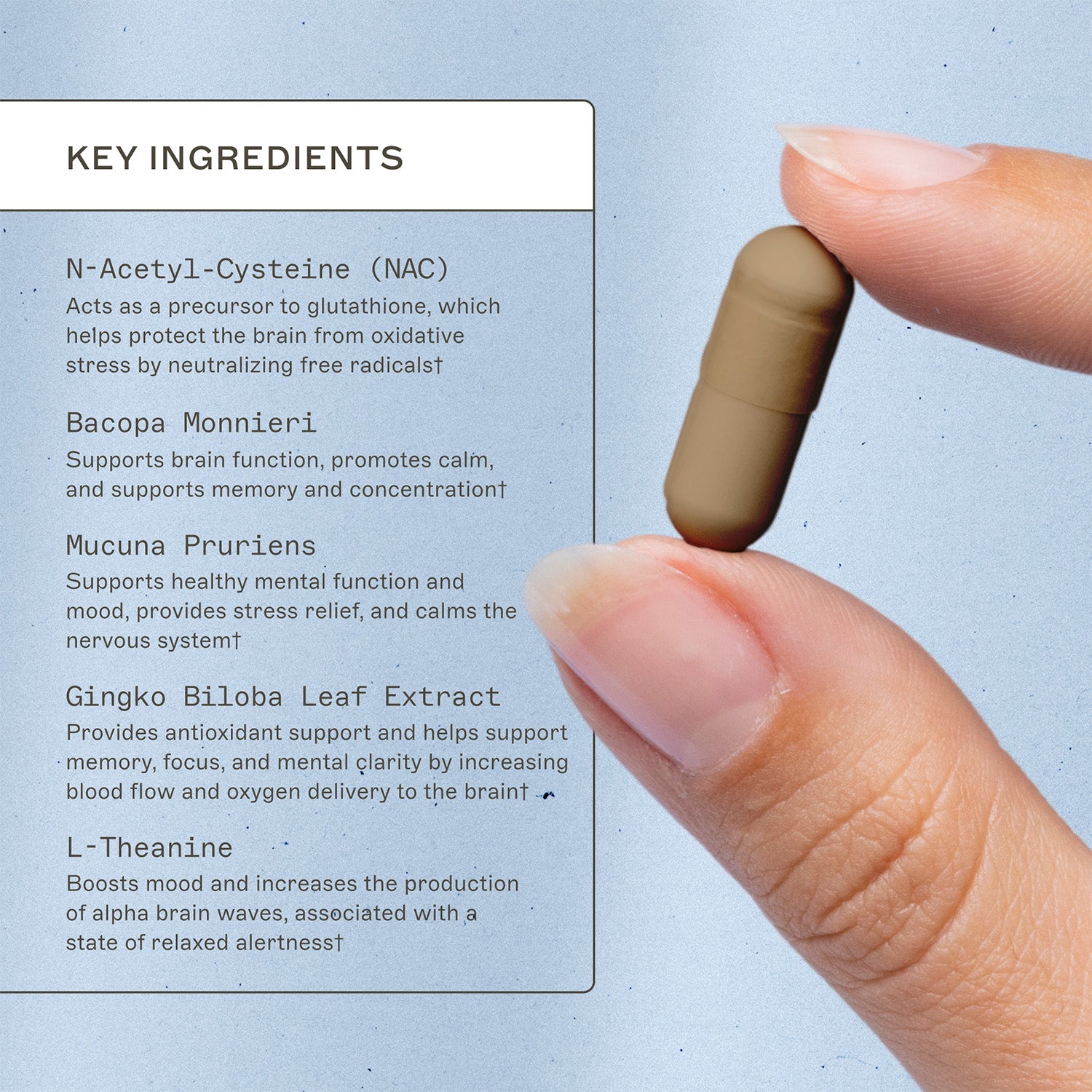 NeuroLive™ key ingredients. N-Acetyl-Cysteine (NAC), acts as a precursor to glutathione, which helps protect the brain function oxidative stress by neutralizing free radicals†. Bacopa Monnieri, supports brain function, promotes calm, and supports memory and concentration†. Mucuna Pruriens, supports healthy mental function and mood, provides stress relief, and calms the nervous system†. Gingko Bilboba Leaf Extract, provides antioxidant support and helps support memory, focus, and mental clarity by increai†