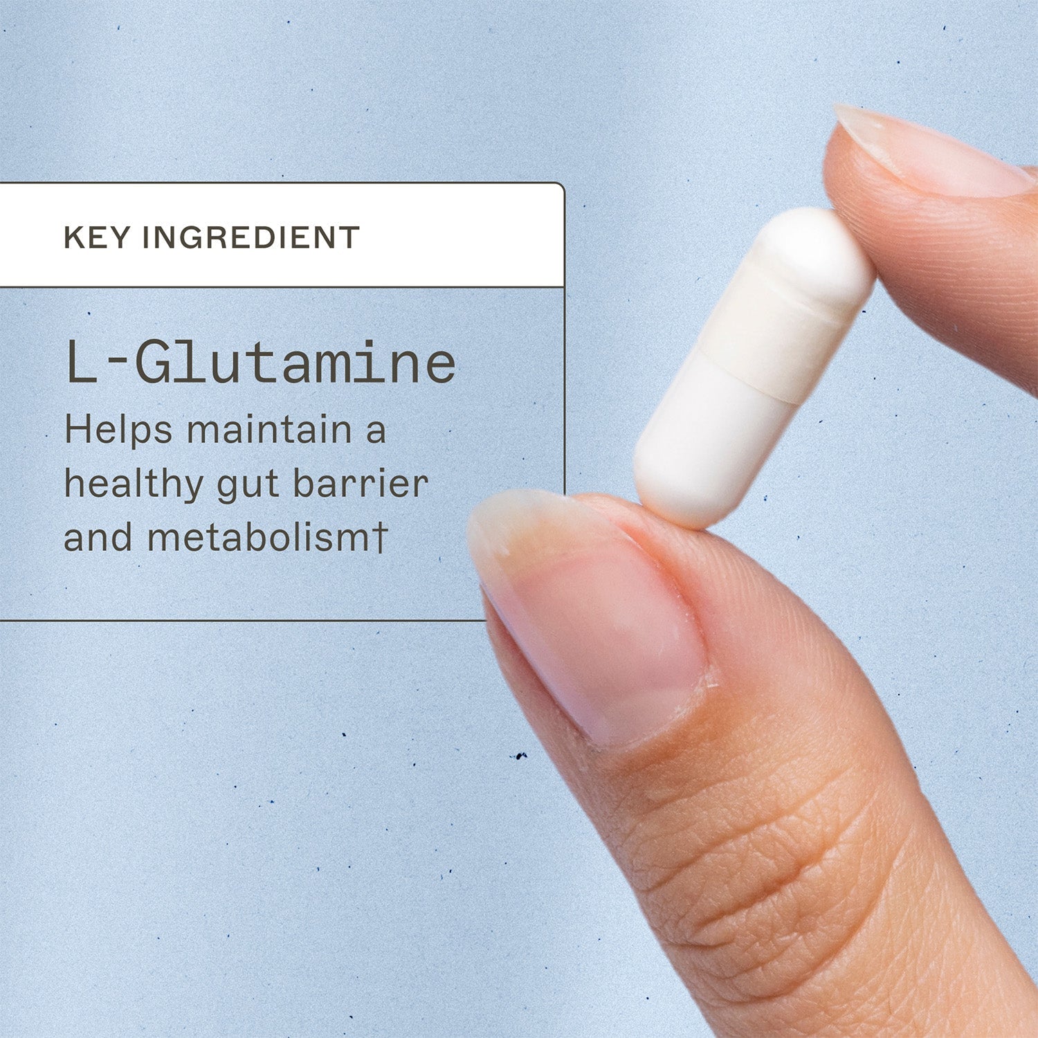 Ammd L-Glutamine key ingredient infographic. L-Glutamine - Help maintain a healthy gut barrier and metabolism†.