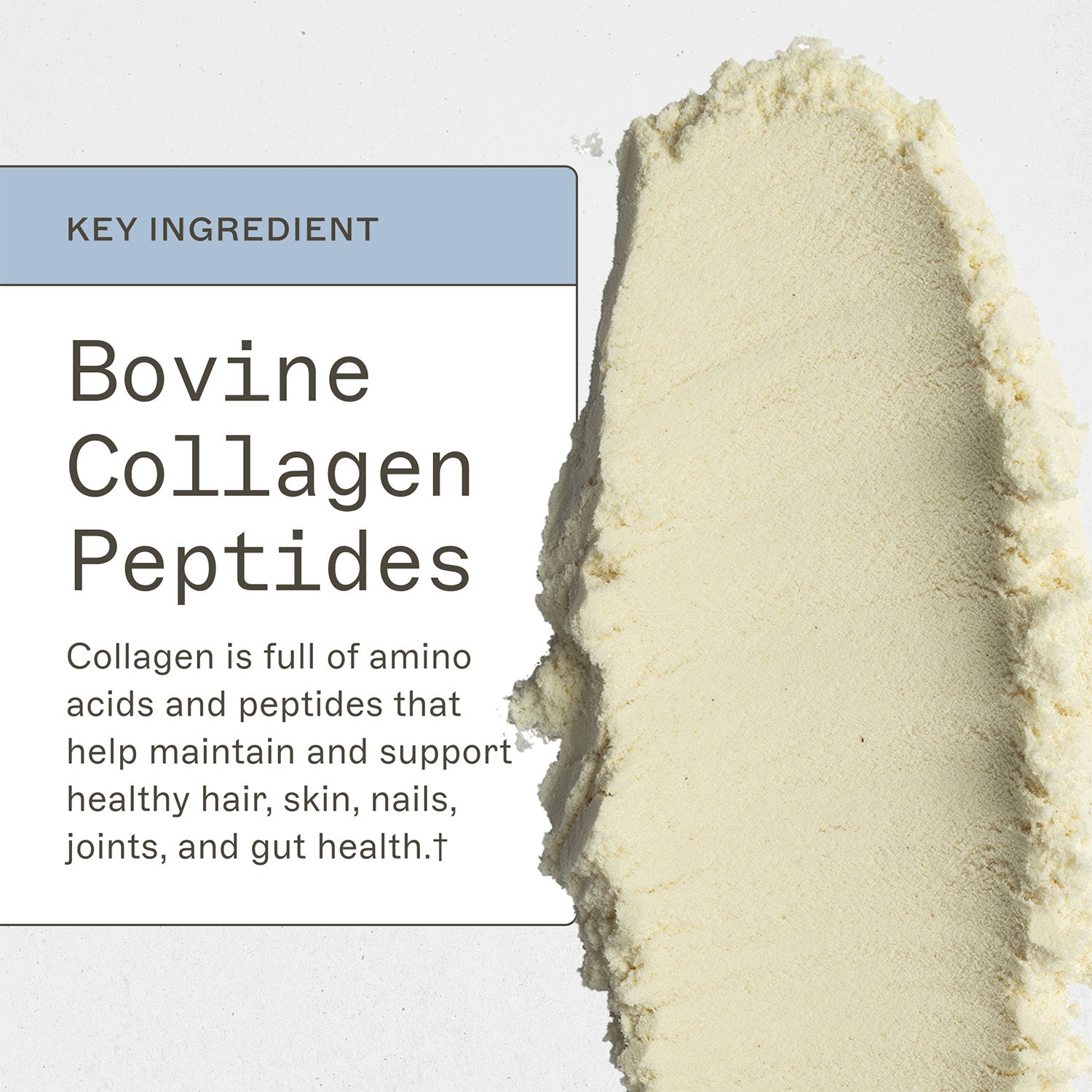 Paleo Protein Salted Caramel key ingredient, Bovine Collagen Peptides, collagen is full of amino acids and peptides that help maintain and support healthy hair, skin, nails, joints, and gut health†. 